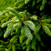 Carbone vegetale di legno di pino per la produzione di fuochi d'artificio - Drg Srl